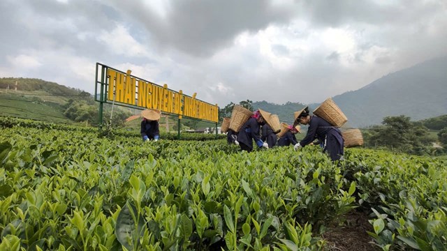 Thái Nguyên tăng tốc cho Festival Trà Quốc tế 2026: Đòn bẩy kinh tế và khát vọng nâng tầm thương hiệu trà Việt - Ảnh 2