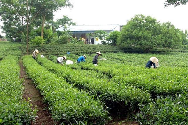 T&#226;n Cương, Th&#225;i Nguy&#234;n: Nỗi l&#242;ng v&#249;ng ch&#232; đặc sản trước nghịch cảnh mất gi&#225; - Ảnh 1