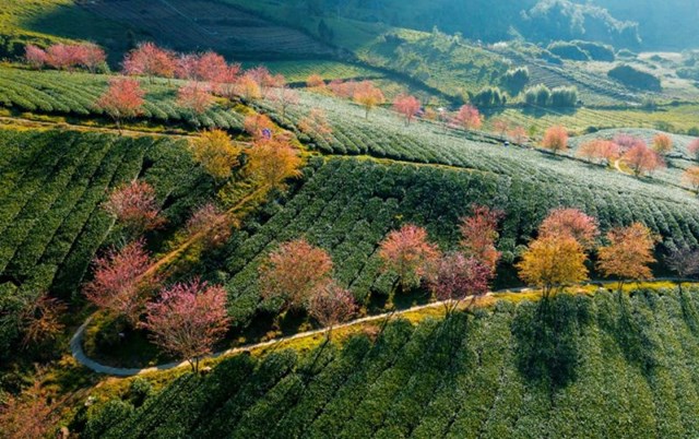Việt Nam - V&#249;ng đất của những hương tr&#224; đặc sắc - Ảnh 2