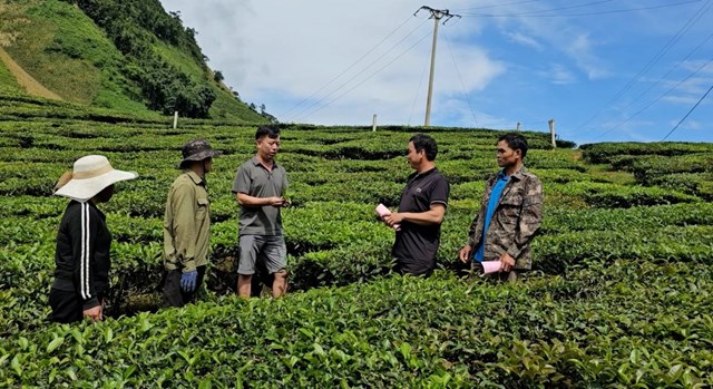Ông Bùi Minh Thắng - Phó Giám đốc Công ty Cổ phần chè Hưng Phát hương dẫn người dân cách chăm sóc chè.