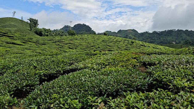 Những đồi chè Shan Tuyết bạt ngàn mang lại nguồn thu ổn định cho người dân ở Tô Múa.