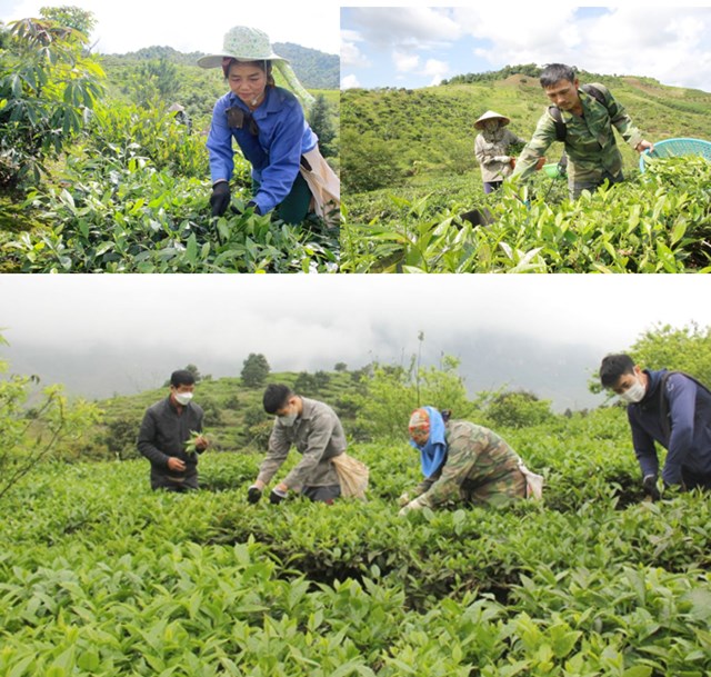 Nông dân xã Chiềng Sơn thu hái chè.