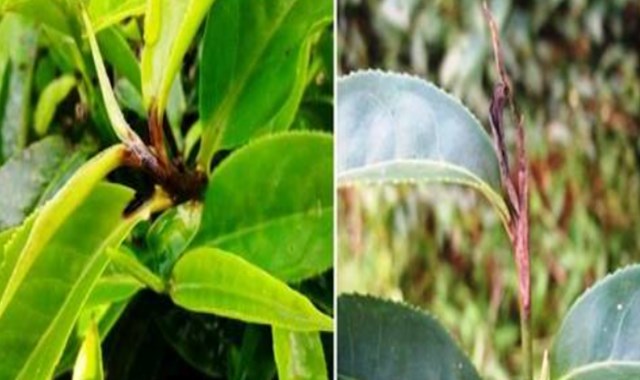 Bệnh thối búp bắt đầu với chấm nâu đen trên lá non, lan gây thối; mạnh mùa nóng ẩm 5–11, nhất là 7–9; dễ bùng ở chè bón thừa đạm.