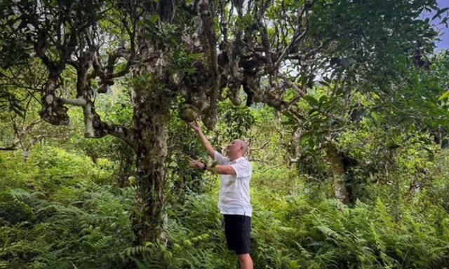 Chè Shan tuyết cổ thụ, đặc sản mang đậm nét văn hóa của vùng cao Tuyên Quang.