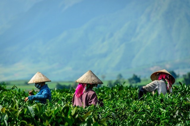 Bản đồ nông nghiệp Trà Việt Nam: Bốn vùng nguyên liệu định hình bản sắc và thương hiệu quốc gia - Ảnh 2