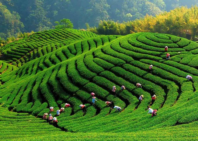 Bản đồ nông nghiệp Trà Việt Nam: Bốn vùng nguyên liệu định hình bản sắc và thương hiệu quốc gia - Ảnh 4