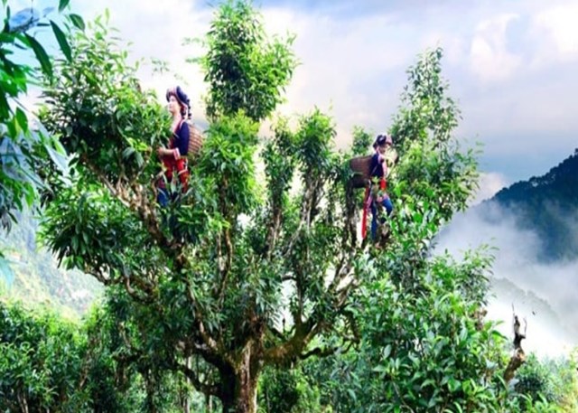 Nhiều cây chè Shan tuyết ở Suối Giàng có tuổi đời lên tới vài trăm năm.