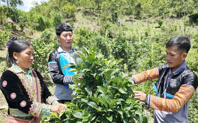 Người dân bản Làng Sáng, xã Tà Xùa, có thu nhập ổn định từ trồng chè.