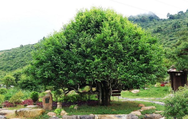 Cây chè cổ thụ nằm trong quần thể 400 cây chè Shan Tuyết Suối Giàng được hội Bảo vệ Thiên nhiên và Môi trường Việt Nam công nhận là Cây Di sản Việt Nam.
