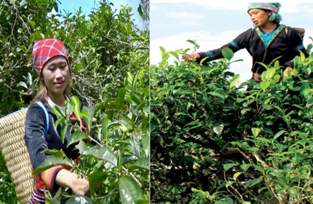 Nguời dân Suối Giàng thu hái chè.