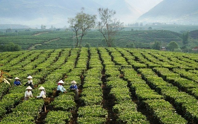  Bước đi chiến lược nâng tầm thương hiệu chè vùng cao - Ảnh 1