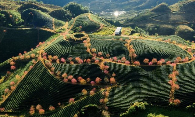  Bước đi chiến lược nâng tầm thương hiệu chè vùng cao - Ảnh 2