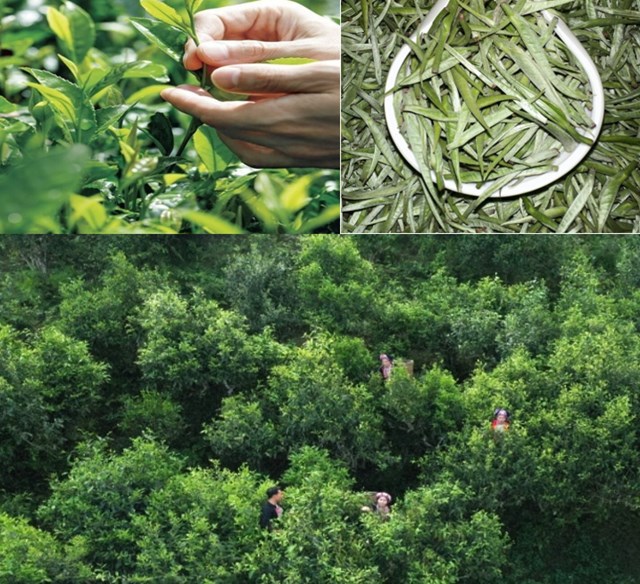 4 v&#249;ng tr&#224; cổ thụ nổi tiếng của Việt Nam  - Ảnh 1