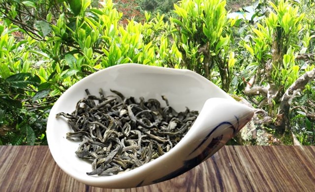 4 v&#249;ng tr&#224; cổ thụ nổi tiếng của Việt Nam  - Ảnh 2