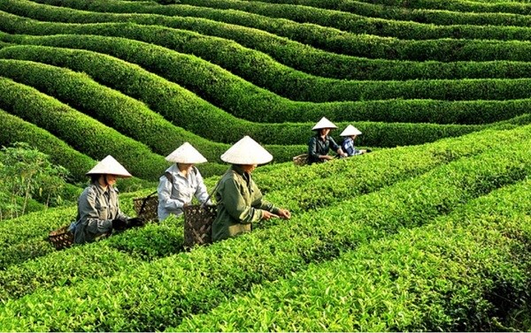 Xuất khẩu chè Việt Nam được dự báo phục hồi nhờ nhu cầu từ Hoa Kỳ, Iraq và nỗ lực nâng cao chất lượng.