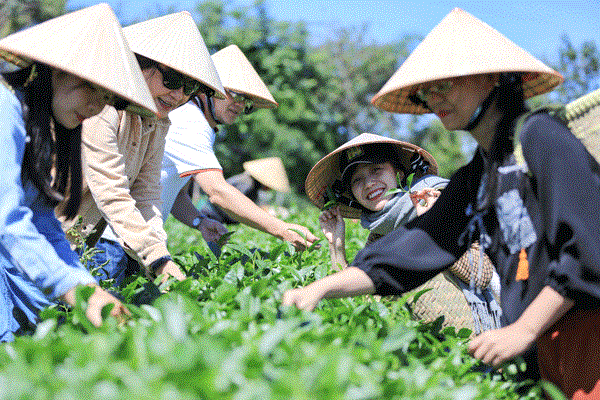 Khi người n&#244;ng d&#226;n trở th&#224;nh đại sứ văn h&#243;a: Sức mạnh mềm của ng&#224;nh ch&#232; Th&#225;i Nguy&#234;n - Ảnh 1