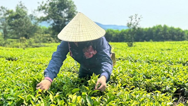 Gia đình bà Vân ở thôn Nam Sơn, xã Kỳ Trung, áp dụng tiêu chuẩn VietGAP trong việc chăm sóc diện tích chè của mình, nhờ đó đã đạt được hiệu quả kinh tế cao. Ảnh nguồn VNHN