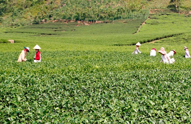 Xã Bình Thuận hiện có gần 1.000 ha chè, chủ yếu giống Kim Tuyên thơm thanh khiết và Shan Tuyết búp trắng, nước xanh ngọc, hậu ngọt.