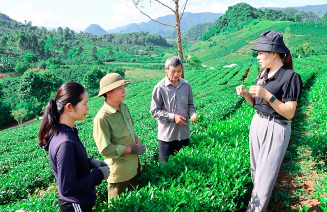 Cán bộ Trạm Kỹ thuật nông nghiệp khu vực III hướng dẫn kỹ thuật thu hái chè cho người dân bả Noong Lào, xã bình Thuận.