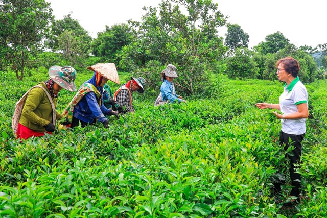  Đại diện HTX sản xuất, kinh doanh và dịch vụ tổng hợp Bình Thuận (bên phải) trao đổi kỹ thuật hái chè với các hộ liên kết sản xuất.