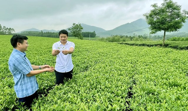 Cây chè ở Đồng Lương không chỉ tạo thu nhập ổn định cho người dân, mà còn phủ xanh đồi trọc, bảo vệ môi trường và mở hướng phát triển nông nghiệp hiện đại.