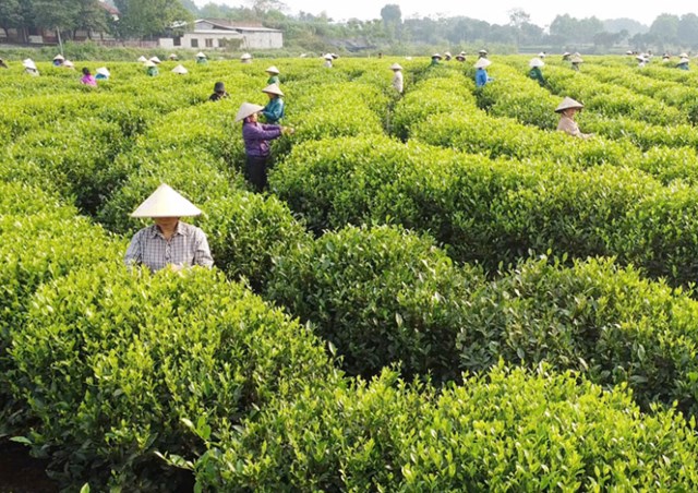 Thái Nguyên với gần 24.000 ha chè đang nắm giữ lợi thế đặc biệt để phát triển du lịch sinh thái kết hợp nông nghiệp.