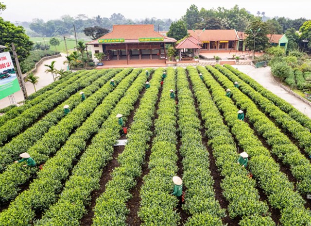 Vùng chè của Hợp tác xã chè Hảo Đạt, xã Tân Cương, TP. Thái Nguyên.
