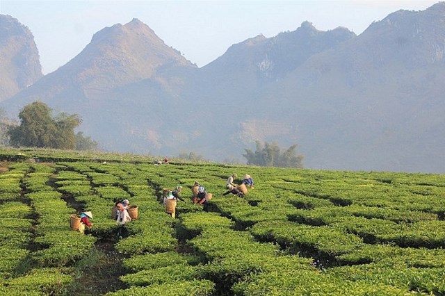 Chè là một trong những sản phẩm thế mạnh của Lai Châu. Ảnh minh họa