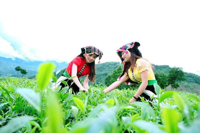 Những b&uacute;p ch&egrave; Shan tuyết vừa nh&uacute; lu&ocirc;n được xem l&agrave; phần tinh tu&yacute; nhất của c&acirc;y ch&egrave;. Mỗi b&uacute;p c&oacute; m&agrave;u xanh s&aacute;ng, phủ lớp l&ocirc;ng tơ trắng bạc, khi sờ v&agrave;o c&oacute; cảm gi&aacute;c mềm m&aacute;t như chạm v&agrave;o l&agrave;n hơi sương mỏng manh buổi sớm.