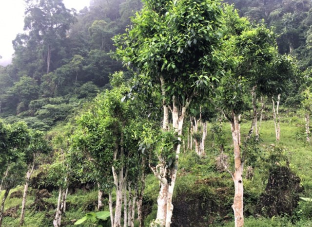 Những cây chè san tuyết cổ thụ trăm năm tuổi đã tạo nên Hồng trà ngọt dịu, sắc đỏ quyến rũ, giàu giá trị sức khỏe, trở thành tinh hoa gắn liền với núi rừng và con người nơi đây.