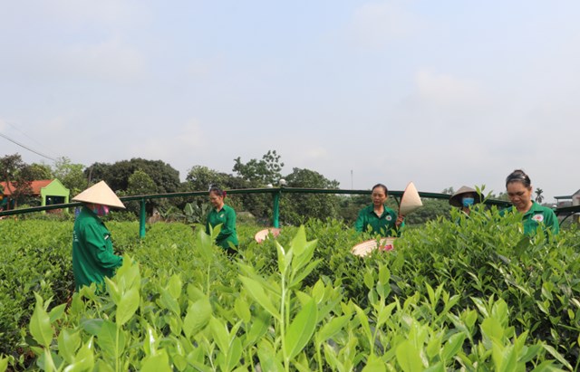 Một chén chè Thái Nguyên mang vị chát dịu, hậu ngọt thanh tao, chứa đựng cả lợi ích khoa học lẫn tinh thần. Đó là thức uống kết nối sức khỏe, văn hóa và khát vọng của con người nơi “thủ phủ trà” Việt Nam.