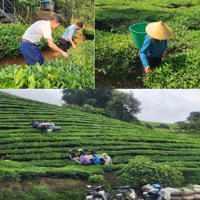 Nhiều hộ dân ở Lai Châu thoát nghèo bền vững, từng bước vươn lên làm giàu nhờ trồng chè.