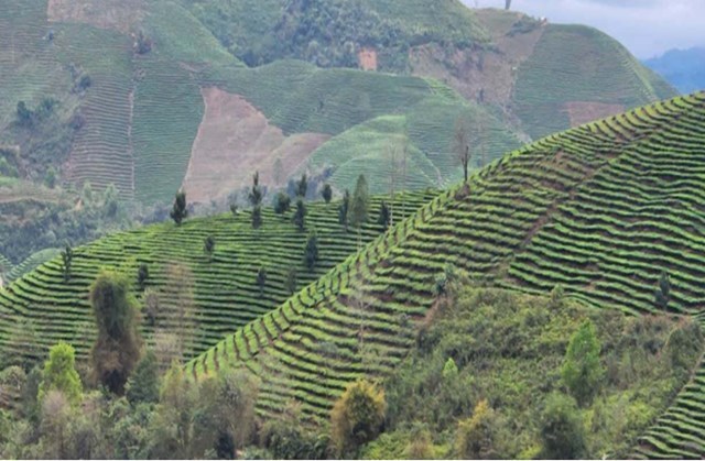 Lai Ch&acirc;u hiện sở hữu hơn 10.600 ha ch&egrave;, với gần 9.000 ha đang thời kỳ kinh doanh. C&acirc;y ch&egrave; vừa gi&uacute;p người d&acirc;n tho&aacute;t ngh&egrave;o, vừa mở lối hội nhập qua n&ocirc;ng nghiệp sạch v&agrave; du lịch trải nghiệm.