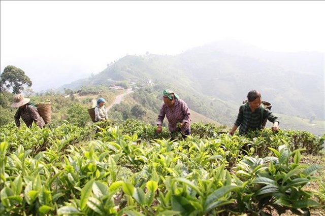 Khai mở giá trị kinh tế từ quần thể chè cổ hàng trăm năm tuổi tại Lũng Phìn - Ảnh 1