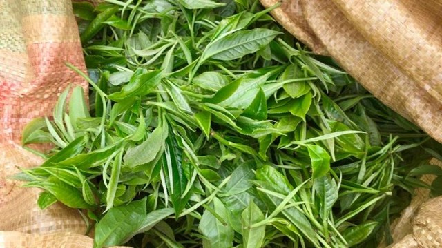 Khai mở giá trị kinh tế từ quần thể chè cổ hàng trăm năm tuổi tại Lũng Phìn - Ảnh 2