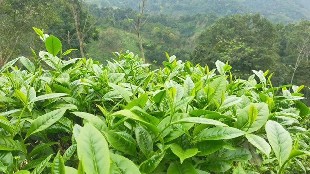 Xuất khẩu chè phục hồi và bước ngoặt chuyển dịch thị trường - Ảnh 1