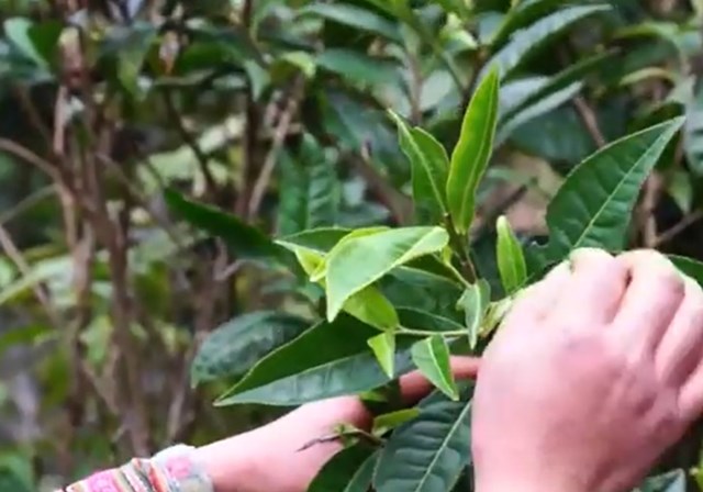 Bạch trà Shan tuyết Lào Cai, được hái từ những cây chè cổ thụ trăm năm tuổi, là món quà thiên nhiên hiếm có cho sức khỏe.