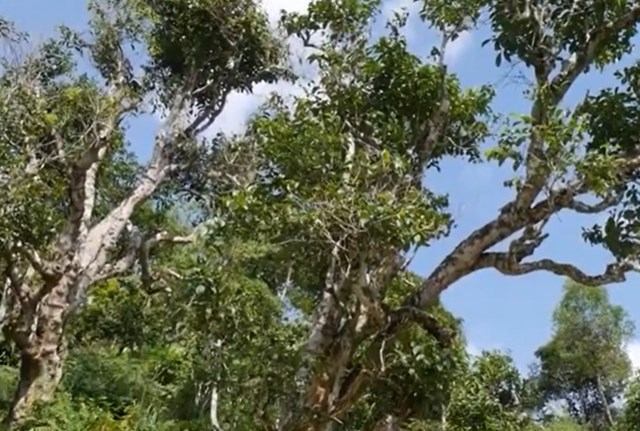 Cây Shan tuyết ở Lào Cai được ví như báu vật sức khỏe, vừa nâng cao đời sống cộng đồng, vừa góp phần lưu giữ bản sắc văn hóa đặc trưng của núi rừng vùng cao.