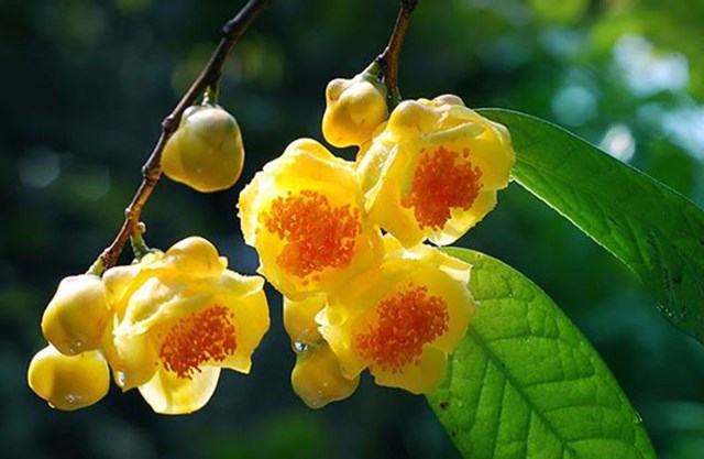 Tr&agrave; hoa v&agrave;ng từ l&acirc;u đ&atilde; được v&iacute; như &ldquo;nữ ho&agrave;ng của c&aacute;c lo&agrave;i tr&agrave;&rdquo; v&igrave; hương thơm thanh khiết v&agrave; mang đến những gi&aacute; trị sức khỏe tuyệt vời (Ảnh minh họa)