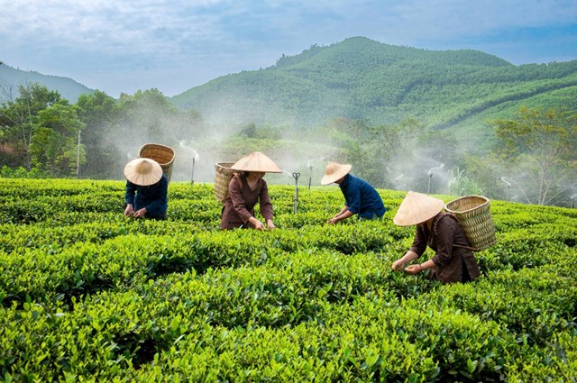 Việt Nam hướng tới năm 2030 với mục tiêu giữ diện tích chè ổn định 130–135 nghìn ha, sản lượng búp tươi 1,2–1,5 triệu tấn và xuất khẩu 280–300 triệu USD.