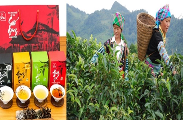 Khi pha, mỗi tách trà Shan Tuyết Suối Giàng tỏa sắc vàng óng, lan tỏa hương thanh khiết, vị chát dịu đầu lưỡi và hậu ngọt kéo dài, để lại ấn tượng khó phai trong lòng bất cứ ai thưởng thức.