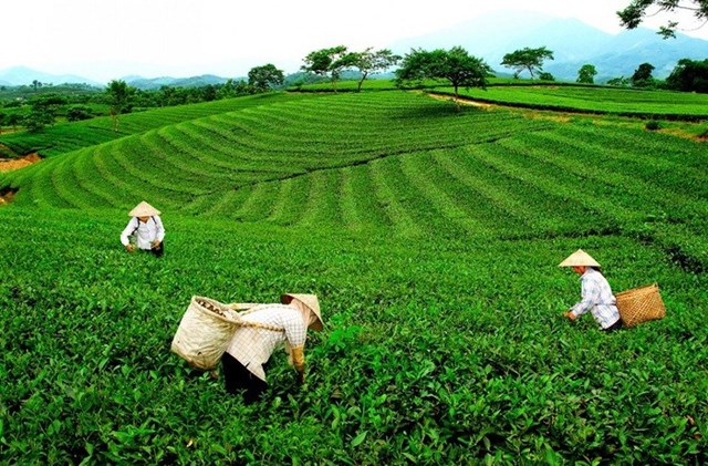 Cây chè đã trở thành cây trồng chủ lực góp phần phát triển kinh tế xây dựng nông thôn mới ở xã Phú Nhuận, tỉnh Lào Cai.