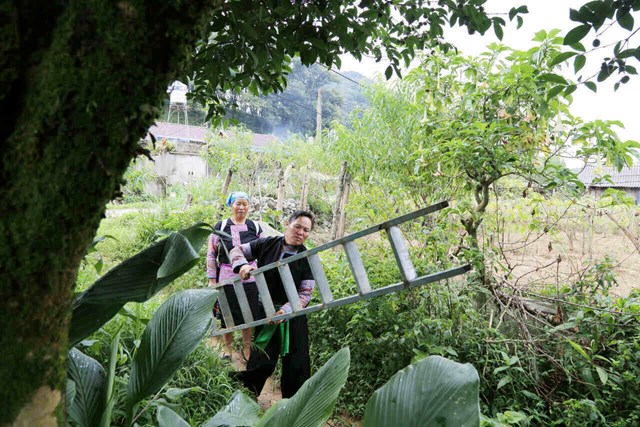 Để thu hái chè, bà con người H'Mông tại xã Pà Cò phải dùng thang.