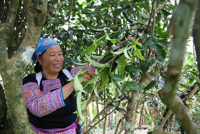 Theo người dân cho biết, mỗi năm cây chè Shan tuyết cổ thụ cho thu hái từ tháng 3 đến 9 dương lịch.