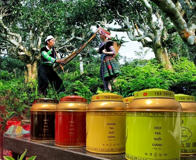Sản phẩm OCOP Suối Giàng (Hoàng trà, Hồng trà, Bạch trà, Diệp trà) hiện diện tại khách sạn, sân bay, cửa hàng quà tặng và sàn thương mại điện tử, với QR code đảm bảo minh bạch, uy tín.