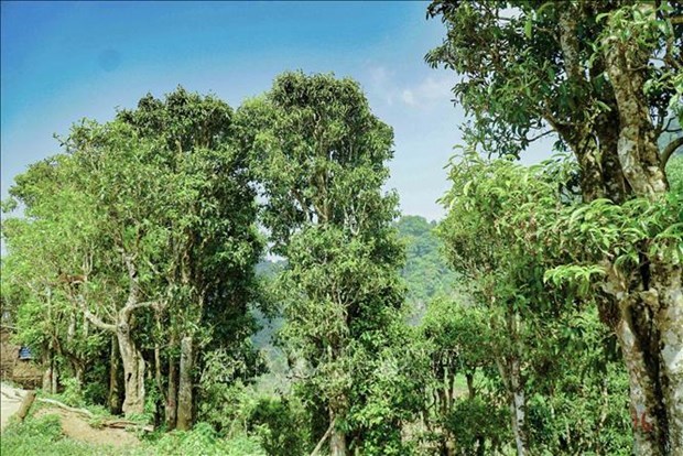 Xã Sín Chải hiện sở hữu trên 6.600 cây chè Shan tuyết cổ thụ.