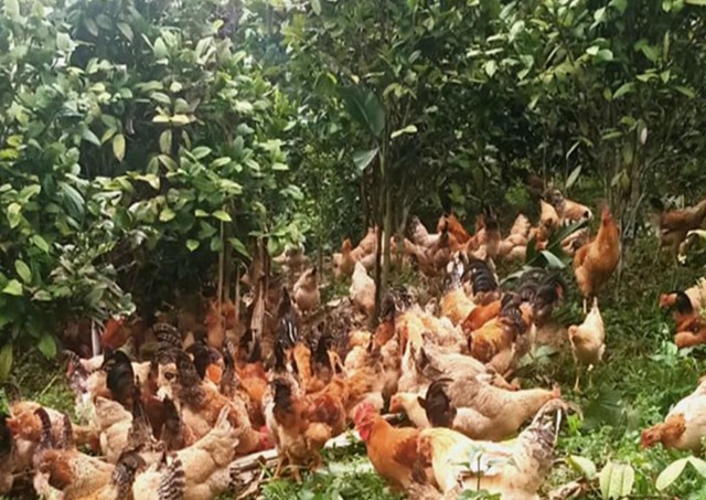 Dưới tán chè Shan Tuyết, nhiều hộ đồng bào dân tộc thiểu số đang sáng tạo mô hình nuôi gà sinh thái, vừa tăng thu nhập, vừa giữ gìn môi trường, mở ra hướng đi bền vững cho kinh tế vùng cao.