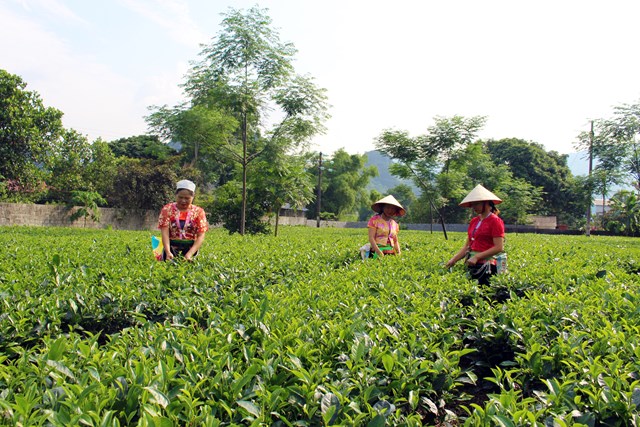 C&aacute;c tổ vi&ecirc;n trong Hợp t&aacute;c x&atilde; n&ocirc;ng nghiệp Mỹ T&acirc;n ở huyện Lương Sơn, tỉnh H&ograve;a B&igrave;nh đang h&aacute;i ch&egrave; (ảnh Vũ Cừ).