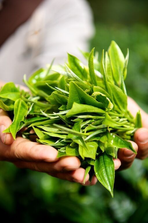 Xu hướng ti&#234;u d&#249;ng xanh th&#250;c đẩy gi&#225; trị ng&#224;nh tr&#224; Việt - Ảnh 2