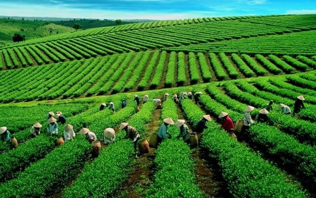 Xuất khẩu ch&#232; Việt 7 th&#225;ng: Tăng lượng, giảm gi&#225; – nghịch l&#253; tại thị trường lớn nhất - Ảnh 2
